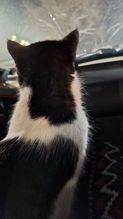 Одтам кота в добрые руки