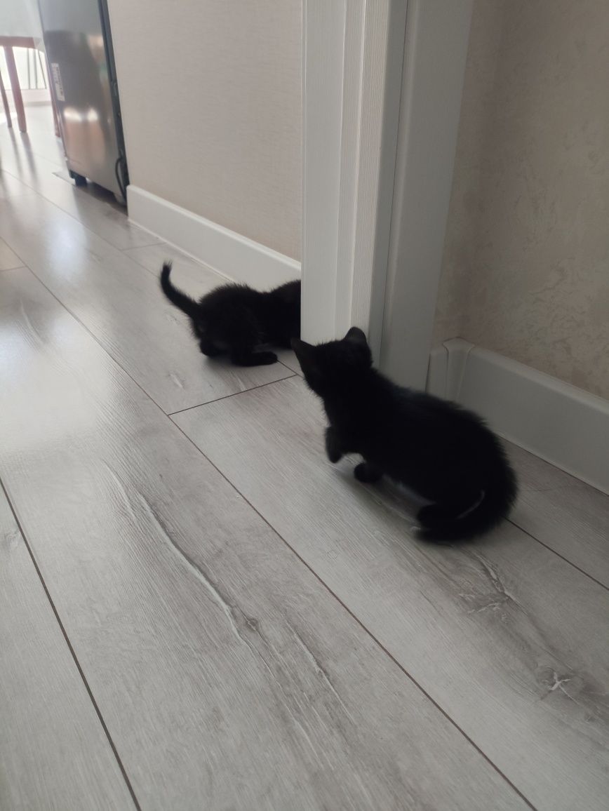 котята 1,5 месяца, крупные,  отдам в добрые руки