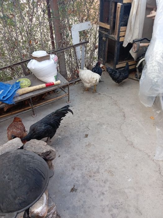 Tovuq. Horozlar sotiladi