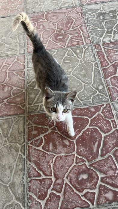 котенок бесплатно