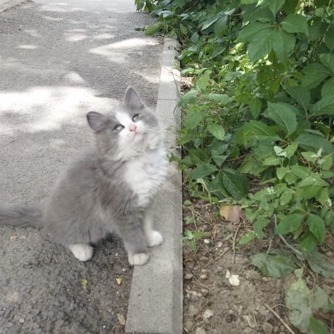 Отдам котёнка девочку в добрые руки!