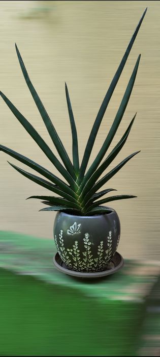 Sansevieria/Sabiuta cu o forma mai speciala