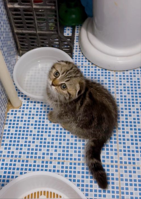 Чистокровные котята