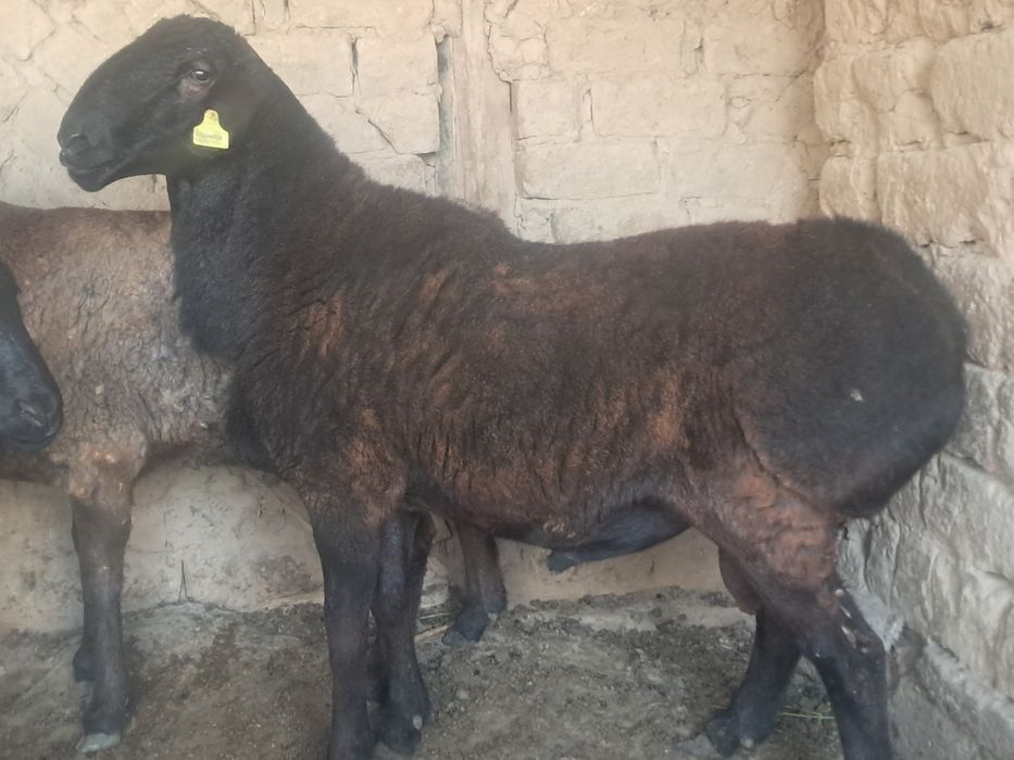 Кучкор сотилади соглом