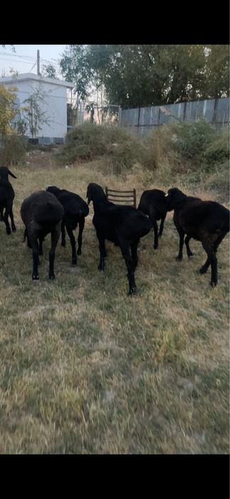 Семіз ТОҚТЫ - ҚОЙ - ҚОШҚАР - тоқтылар сатылады