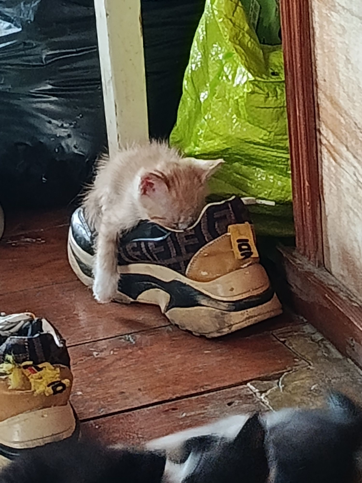 Отдам бесплатно в хорошие руки