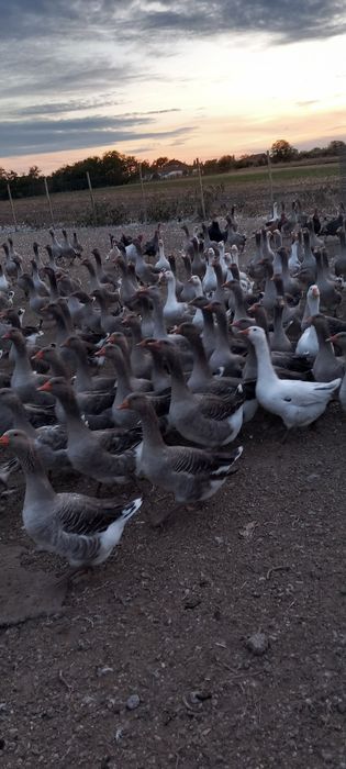 Vând gâște tinere