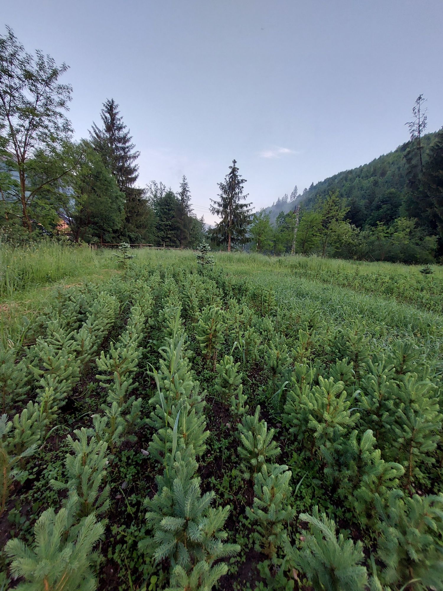 Puieti molid canadian argintiu- Picea glauca-cu conuri