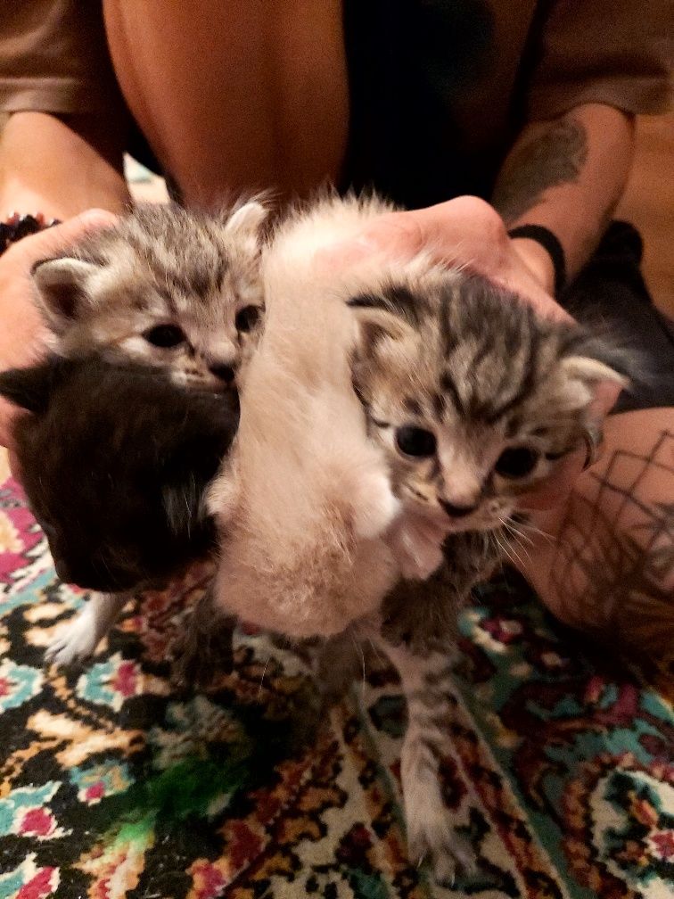 Котята вислоухие