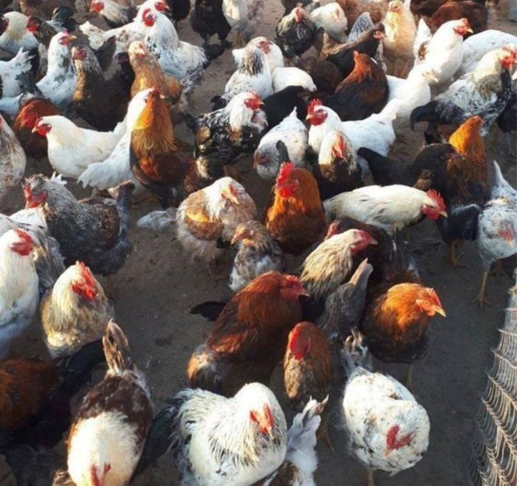 Продаю несушек, наседок и породистых петухов!

Продаю только ОПТОМ.