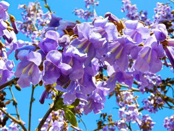 Paulownia Tomentosa(Arborele Prințesei)