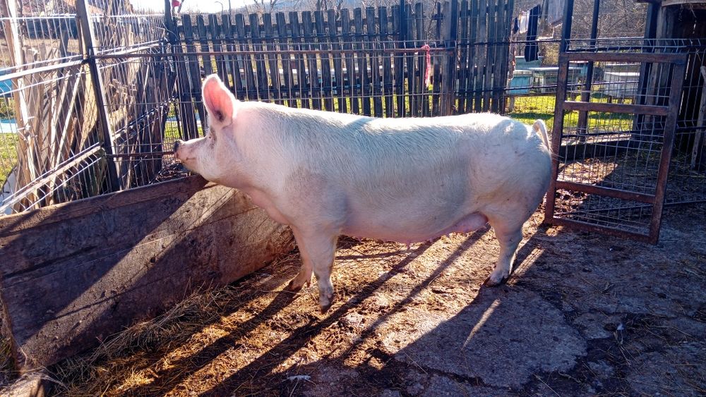 Vând 2 ieduti tineri