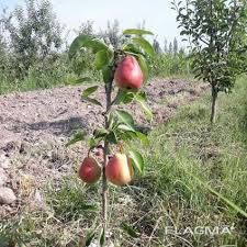 Саженцы все виды. Жеміс ағаштары барлық түрлері