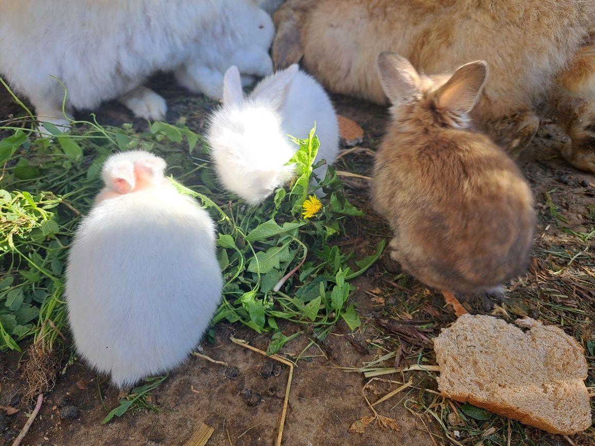 Iepuri mici ,pui, rasa mica de frumusețe  iepurasi