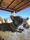 Родословни Френски Булдог Лилак / Lilac French Bulldog