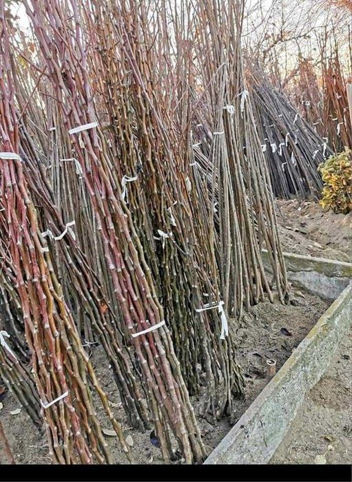 Pomi fructiferi certificati