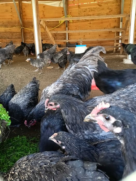 Петел черен австралорп