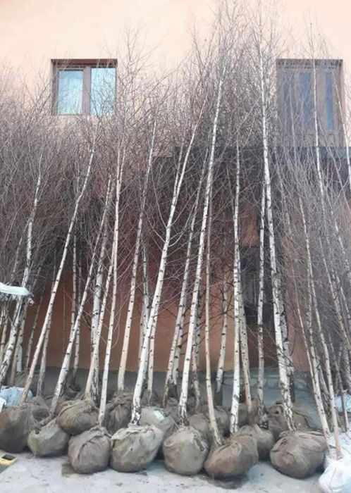 Mesteacan alb pentru dumneavoastra