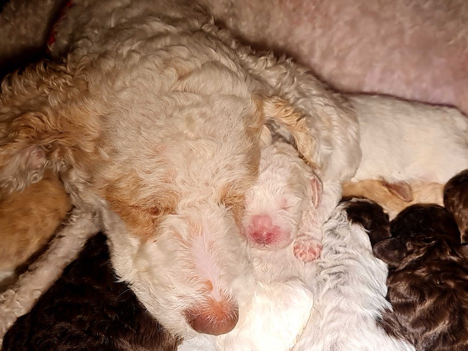 Лагото Романьоло - The Best breed ever