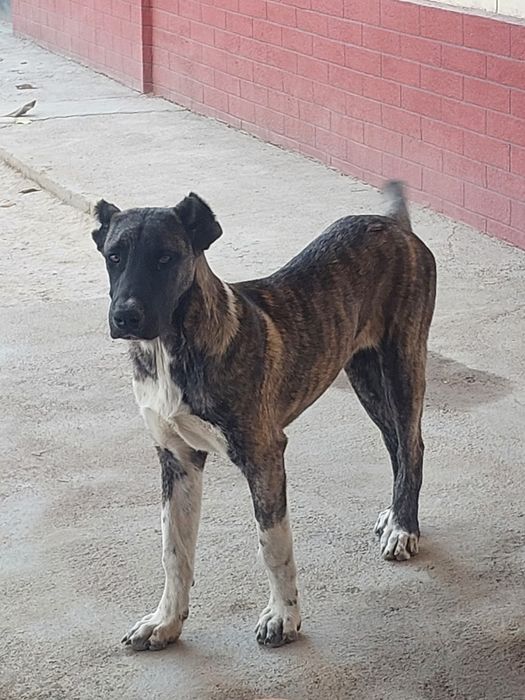 Продаётся Алабай+дог девушка 8 месяц  хороший сторож