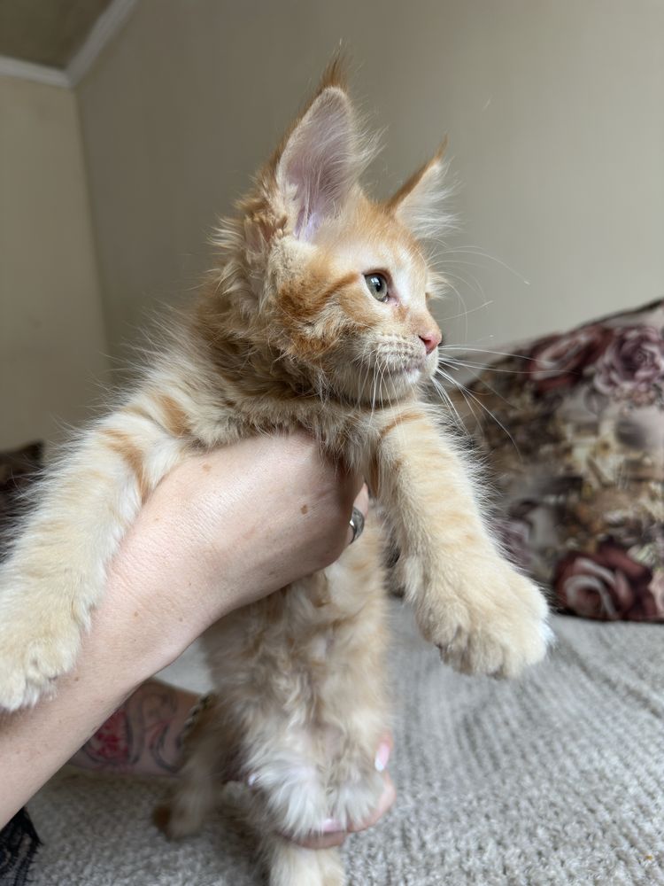 Продаются котята Мейнкун