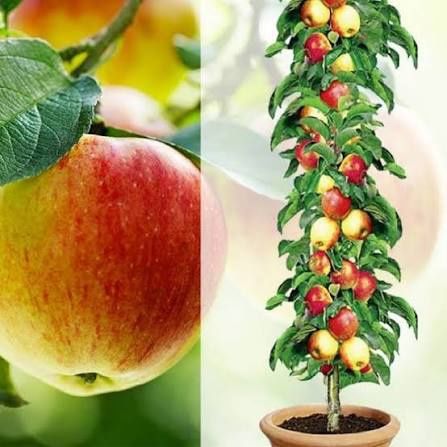 Măr columnar polka la ghiveci