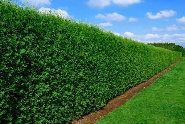 Plante Decorative Lylandii Tuia mesteacăn Brazii