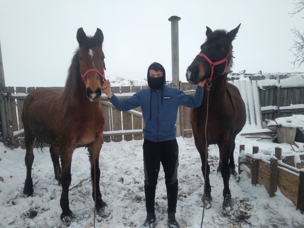 Vând cal castrat și iapa gestantă în 4 luni