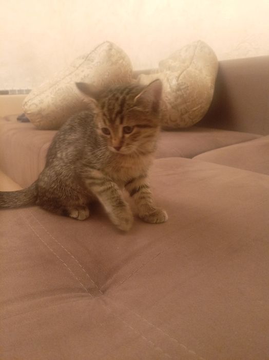 Отдадим котят в хорошие руки