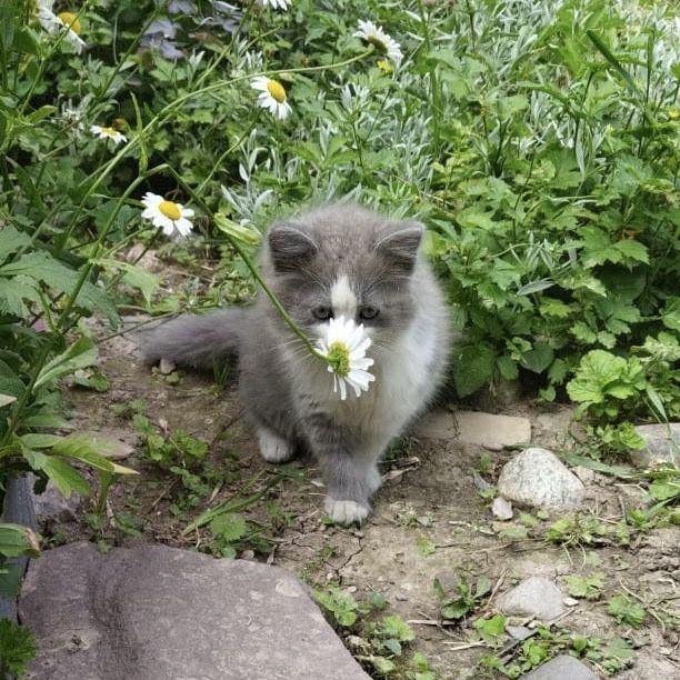 Отдам котёнка девочку в добрые руки!