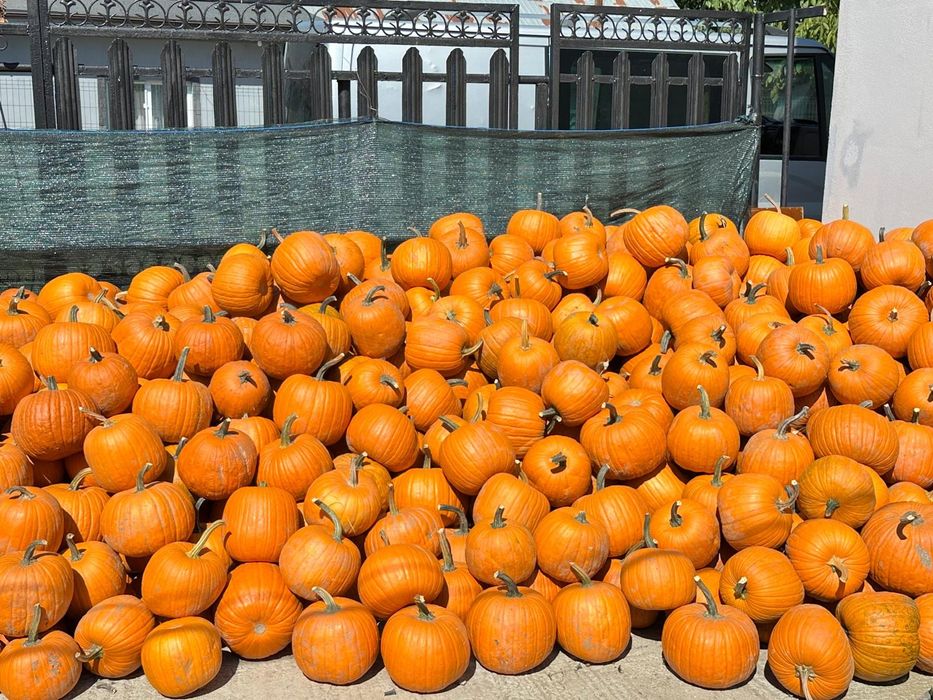 Dovleci ornamentali si dovleci de Halloween