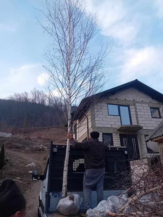 Vând mesteacăn alb ornamental