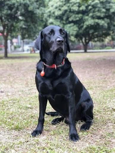 Лабрадор-ретривер чистокровный