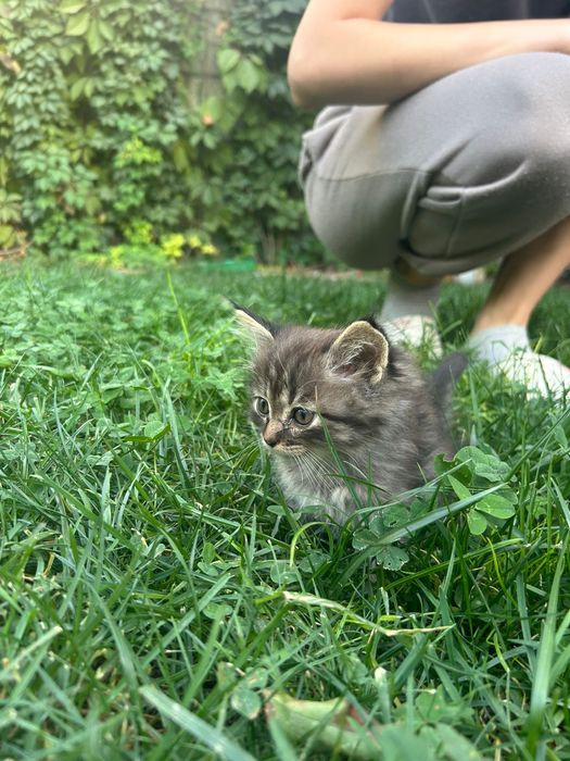 Добрые котята в добрые руки