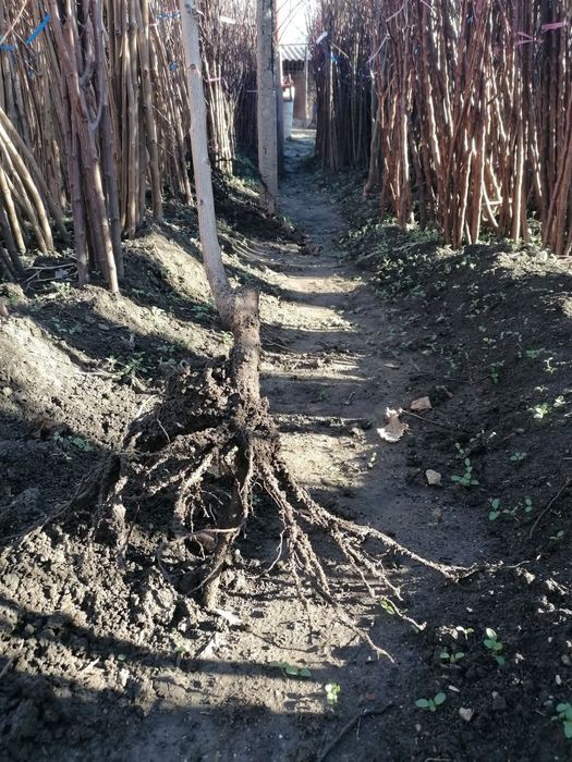 Pomi altoiti certificati