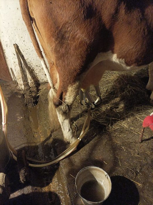 Vaci si vitei de vinzare