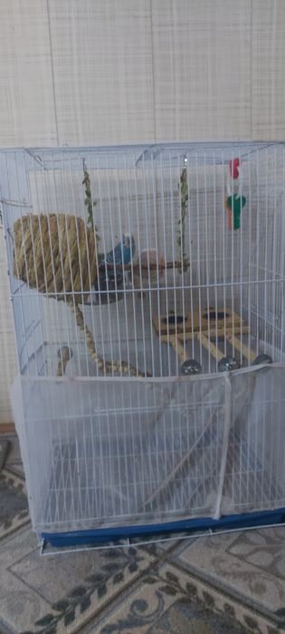 Есть папугай мальчик 1 месяц