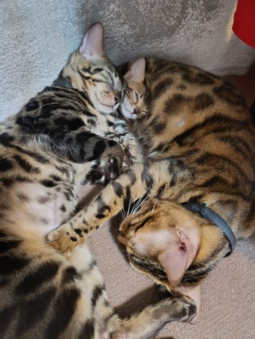 Продам котенка мать бунгал отец тоже