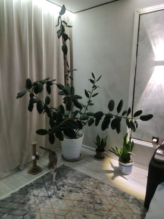 Продам фикус большой