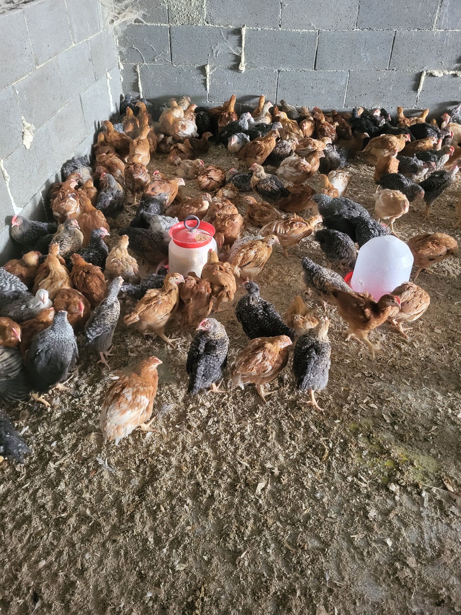 Pui carne ouă (porumbac și kabir)