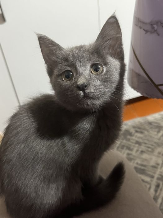 Кошка котёнок мысық марғау