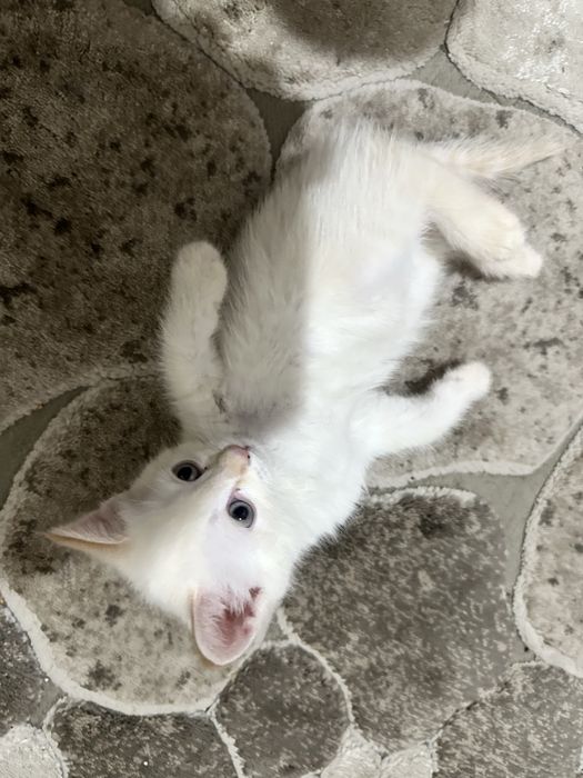 Aqilli parodiyali mushukla sotilad