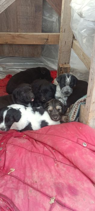 продается щенок в хорошие руки