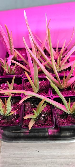 Алоэ вера продам