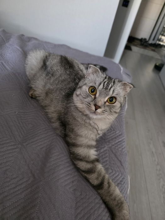 Шотландская вислоухая кошка ищет кота для

Вязки