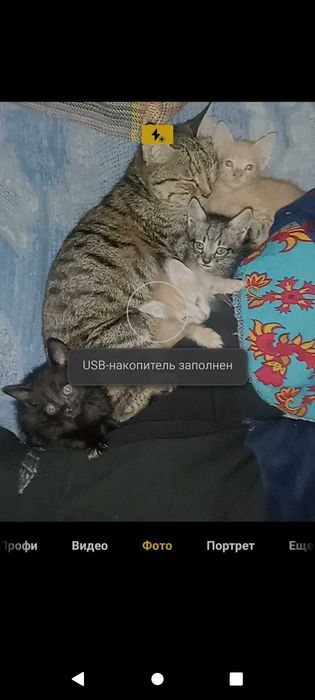 Отдам даром красивых котят