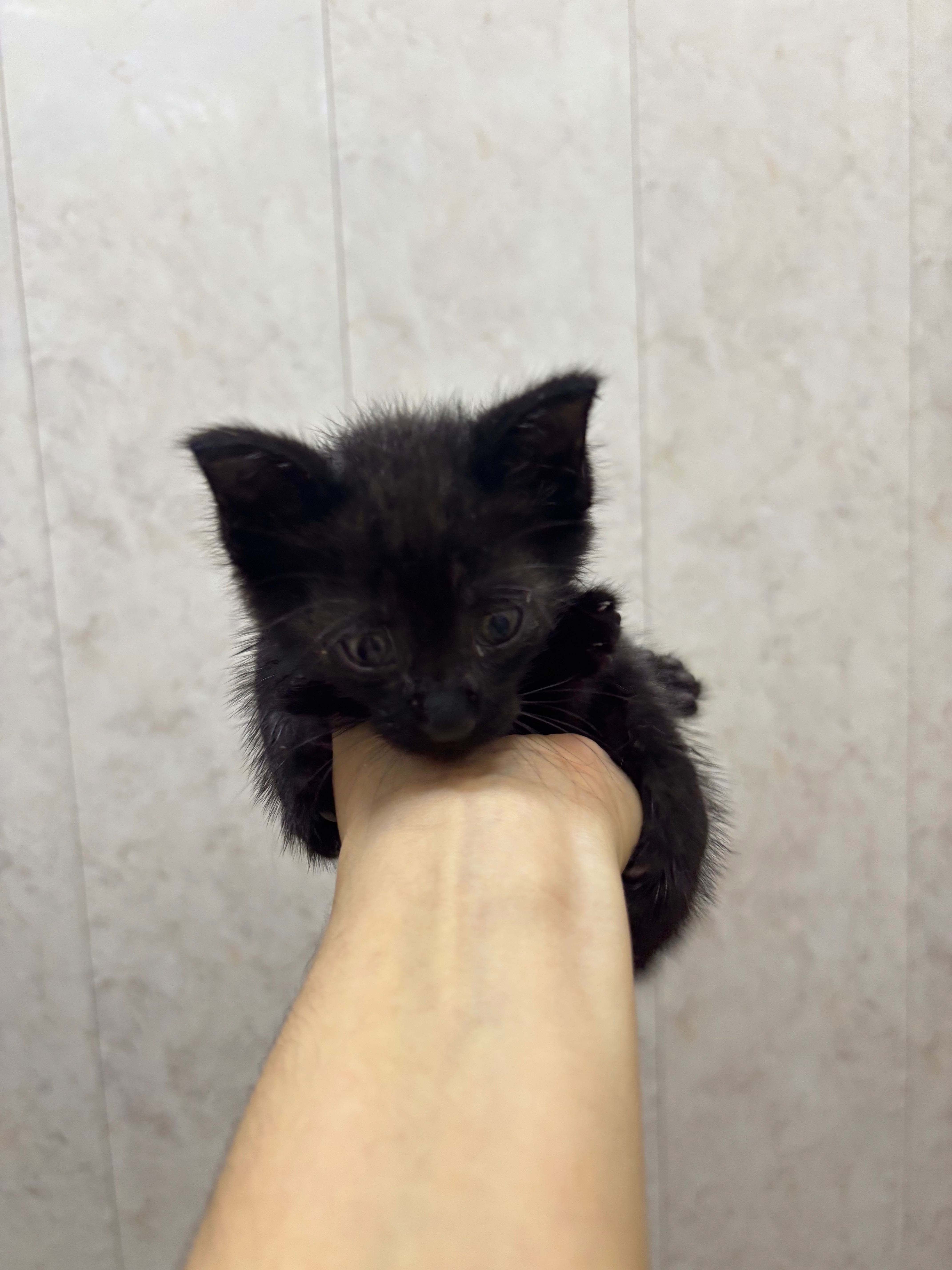 Отдам котенка в добрые руки
