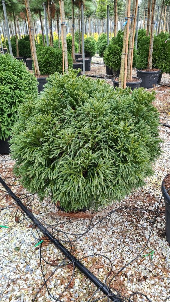 Buxus cryptomeria japonica