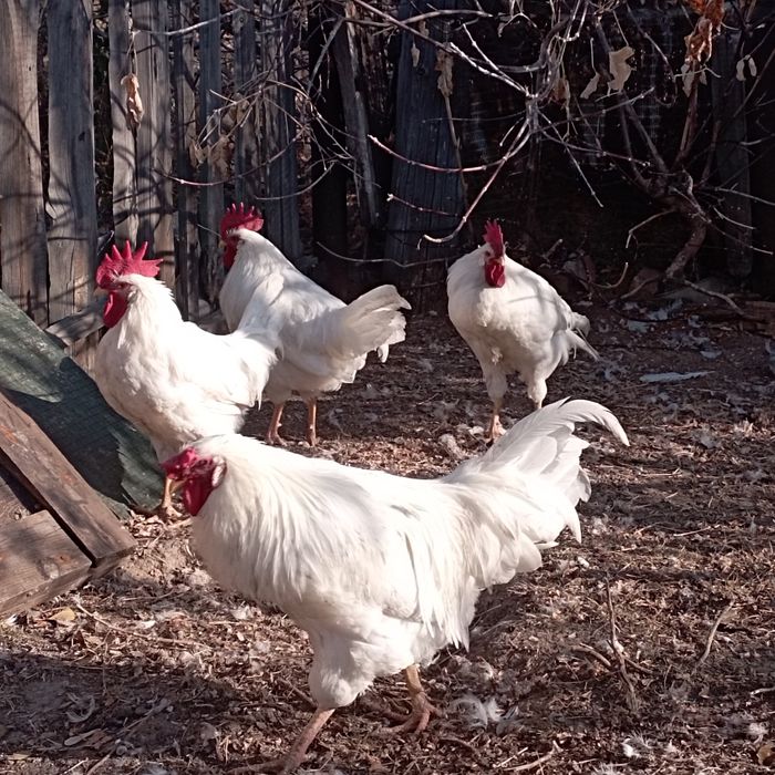 Петушки Леггорны
