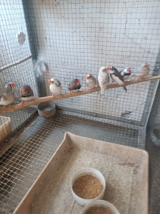 Продаются зебровые  амадины